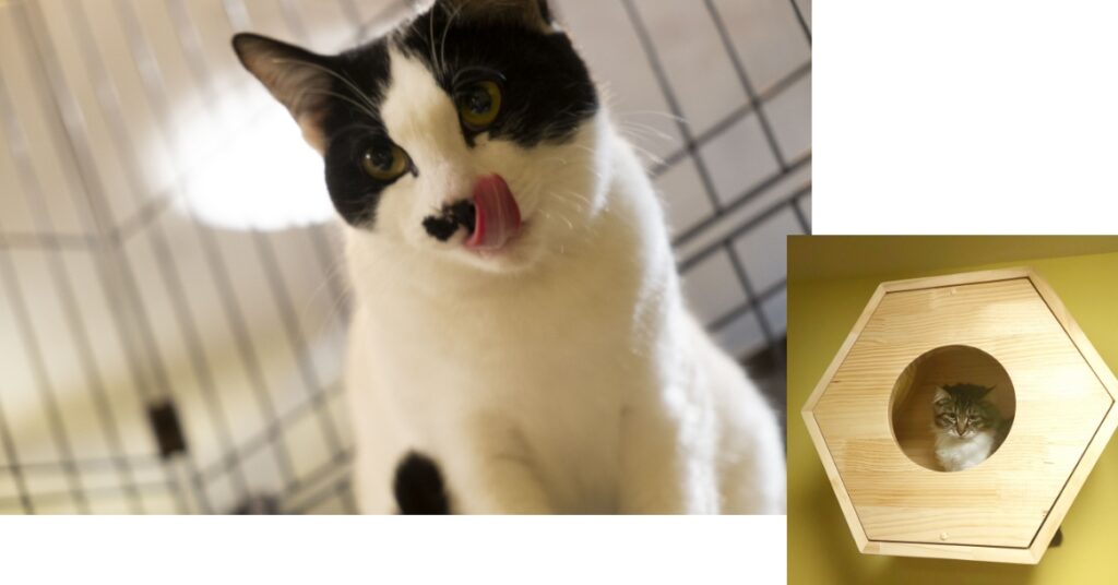 舌なめずりする猫　キャットタワーの猫